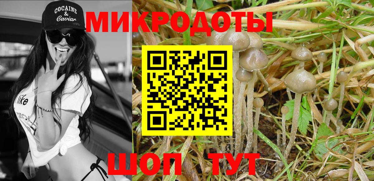 Псилоцибиновые грибы Psilocybine cubensis Славгород